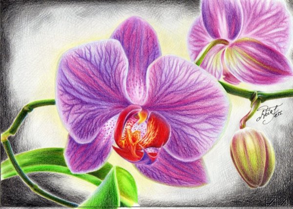 Орхидея цветными карандашами