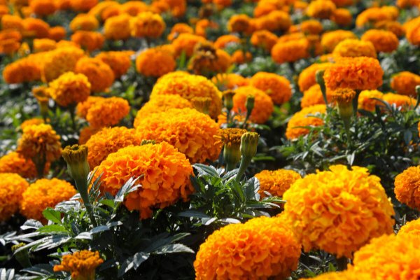 Имеретинский Шафран (бархатцы)