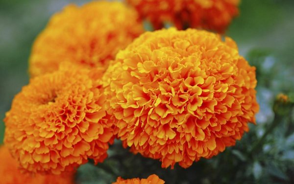 Бархатцы прямостоячие Гавайи