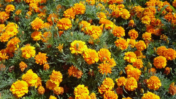 Бархатцы Tagetes patula