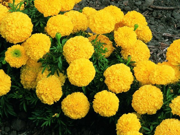 Бархатцы прямостоячие Дискавери