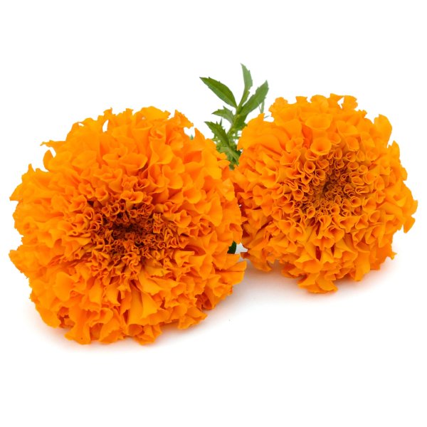 Шафраны и бархатцы