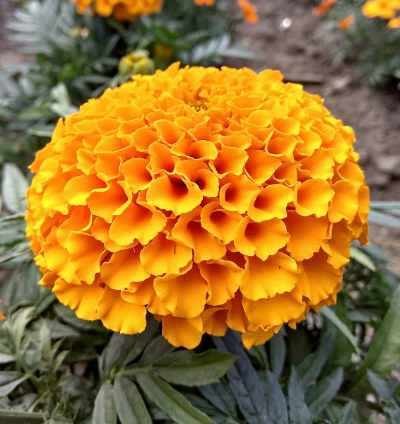 Тагетес Тайшан оранж