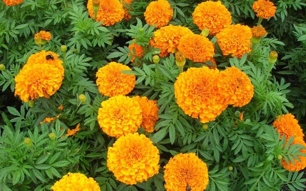 Бархатцы Тагетес Мэриголд