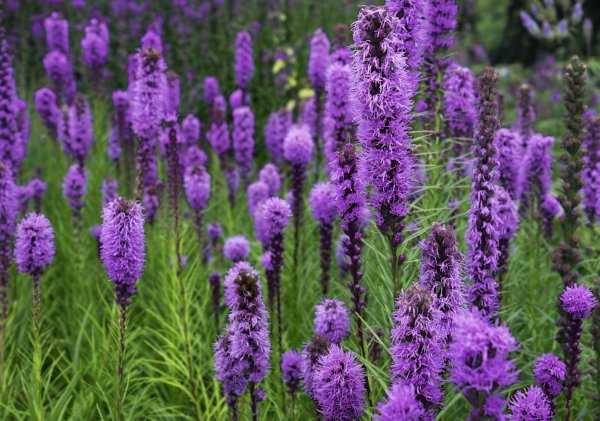 Лиатрис спиката лиловый