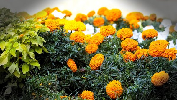 Бархатцы Карина оранжевая