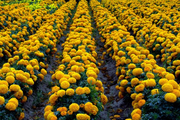 Бархатцы плантации