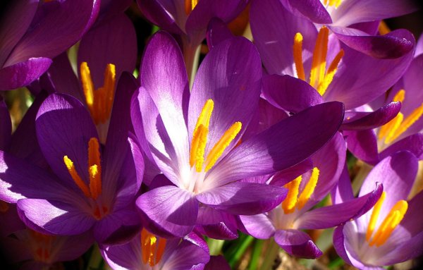 Бархатцы прямостоячие Шафран