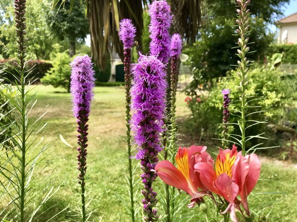 Лиатрис и Вероника