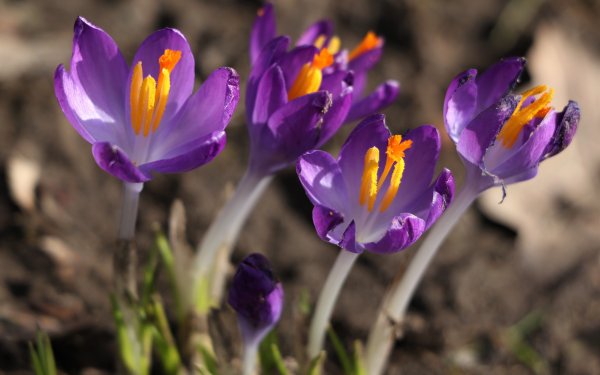 Шафран цветок