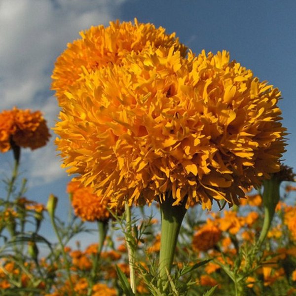 Шафран высокорослый