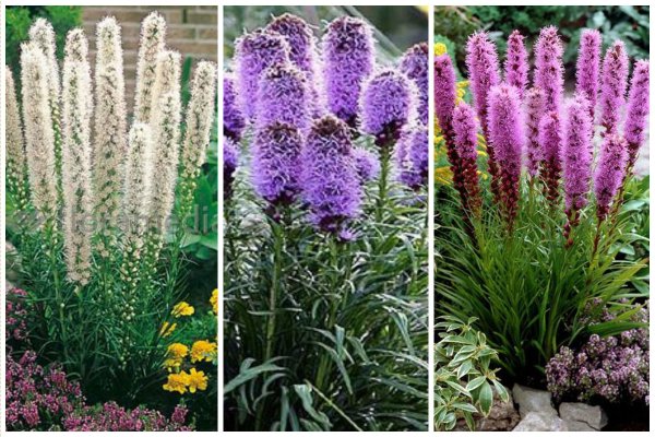 Лиатрис и Вероника