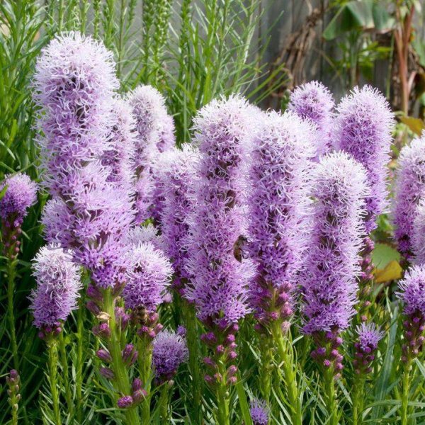 Лиатрис спиката spicata