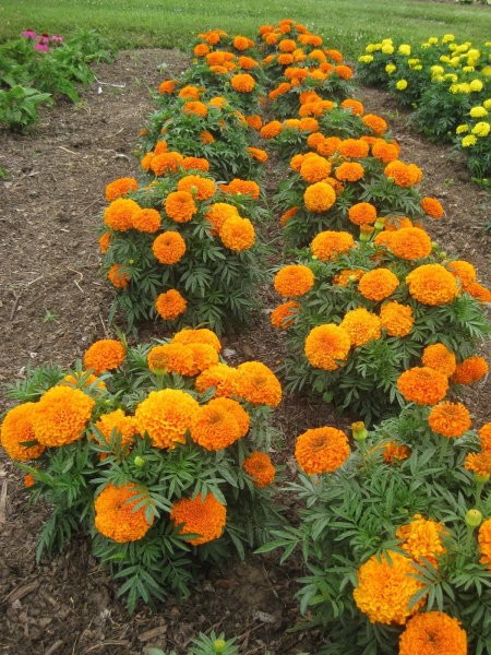 Бархатцы, чернобривцы, Тагетес.