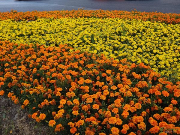 Крокус Шафран осенний