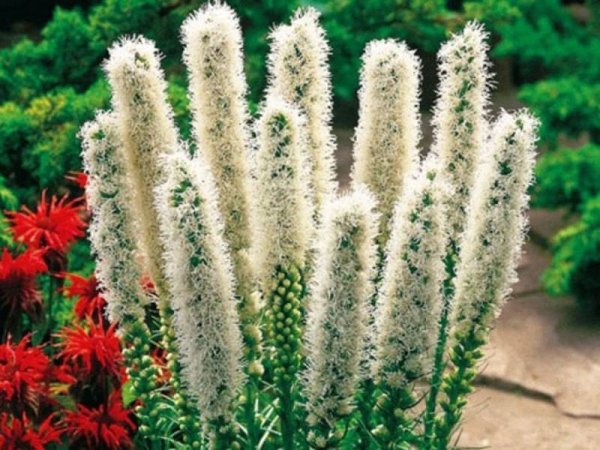 Лиатрис колосковый 'Alba'