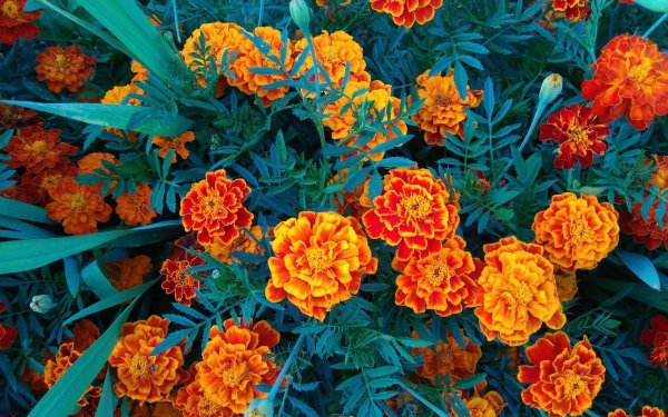 Цветение шафрана