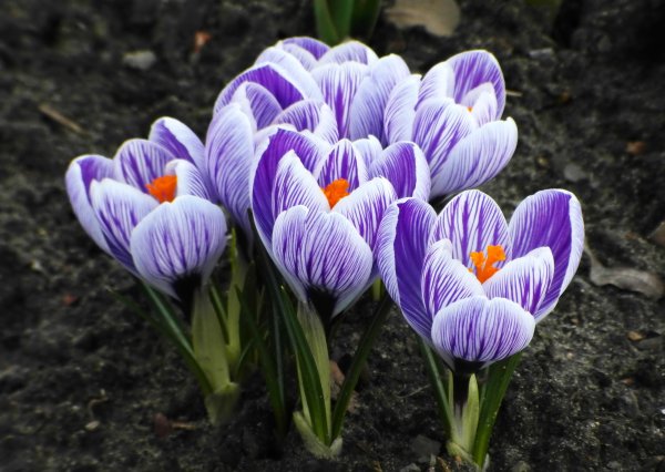 Бархатцы Тагетес Мэриголд