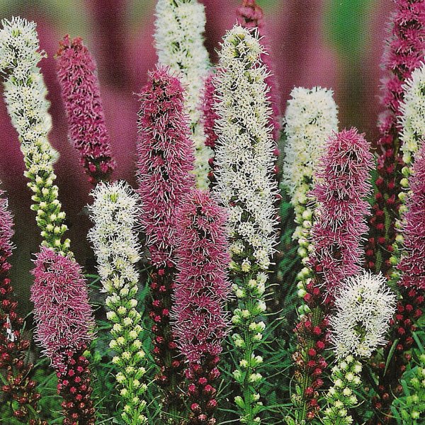 Лиатрис колосистая