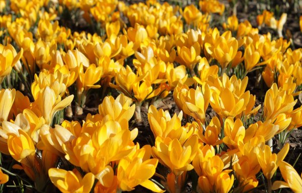 Имеретинский Шафран (бархатцы)