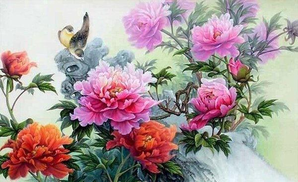 Пионы японские Хайго