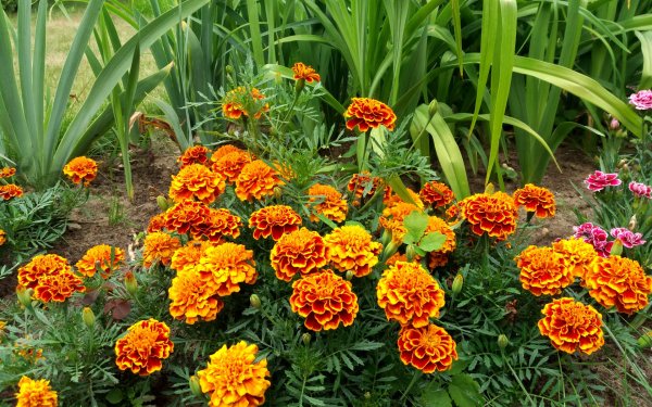 Шафран желтый