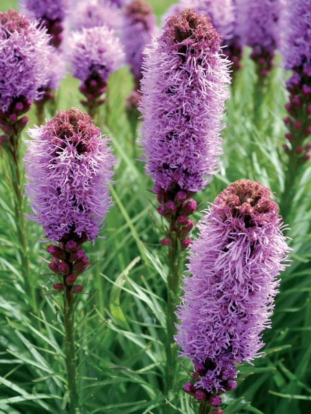 Лиатрис гайфитер