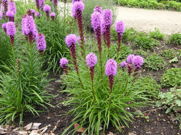 Лиатрис гайфитер