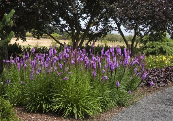 Лиатрис колосистая