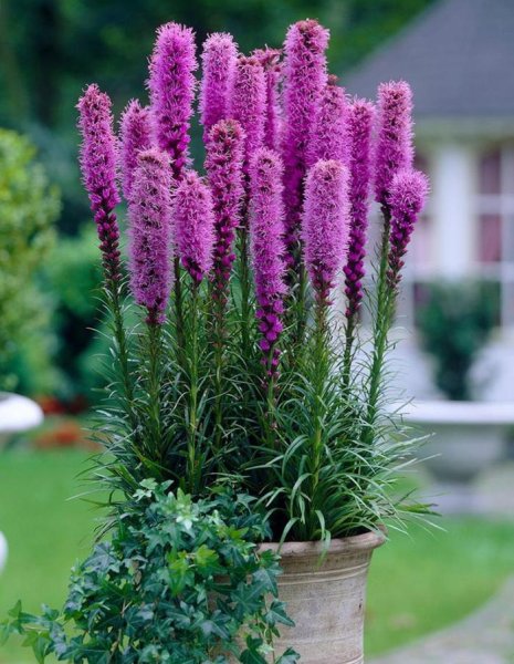 Лиатникс кололосковый