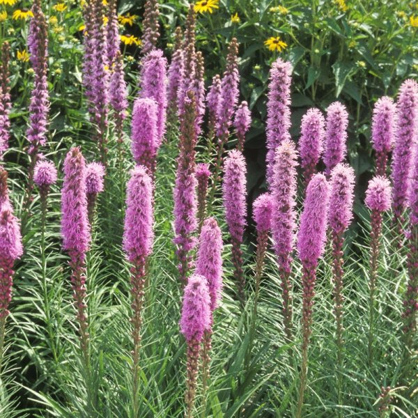 Лиатрис спиката spicata