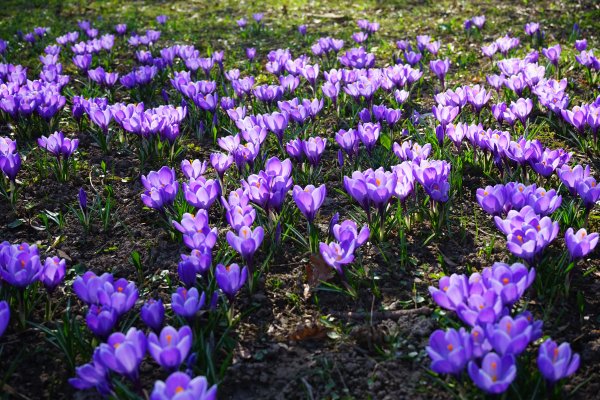 Крокус Шафран цветок