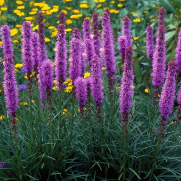 Лиатрис лиловый