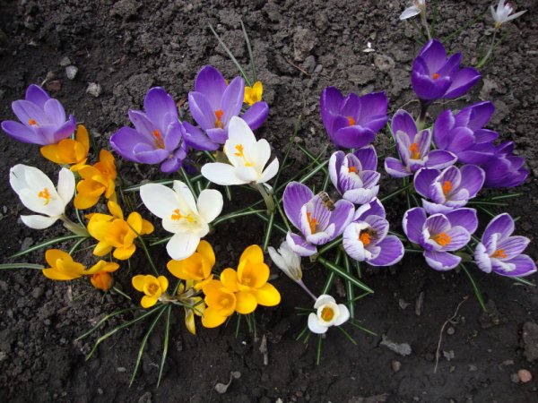 Шафран оранжевый