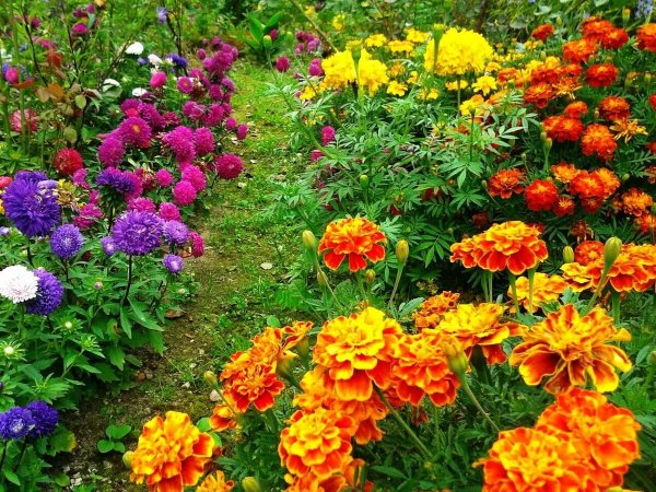 Агератум бархатцы цинии