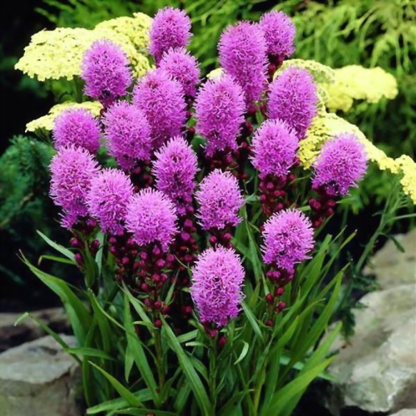 Лиатрис колосковый 'Floristan Violett'