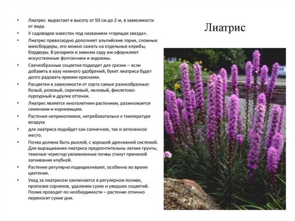 Лиатрис пленчатый Альба