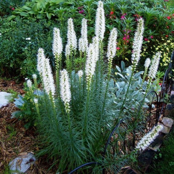 Лиатрис спиката spicata