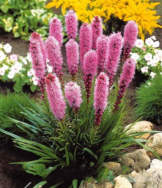 Лиатрис колосковый Альба