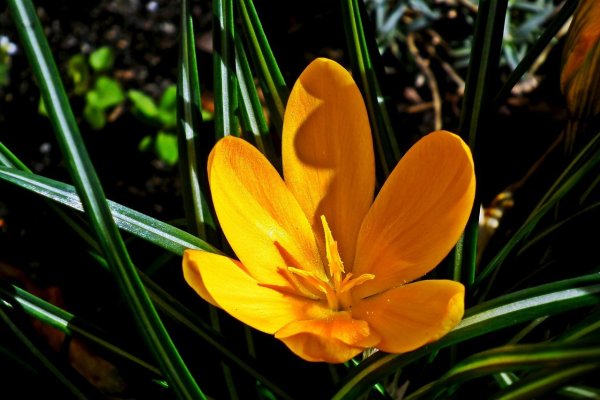 Бархатцы чернобривцы