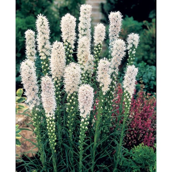 Лиатрис кобальт