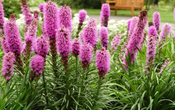 Лиатрис гайфитер