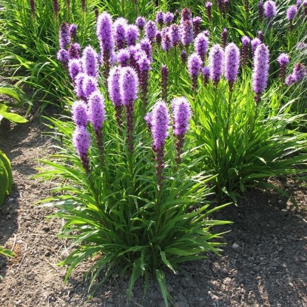 Лиатрис колосковый