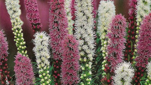 Лиатрис колосистая