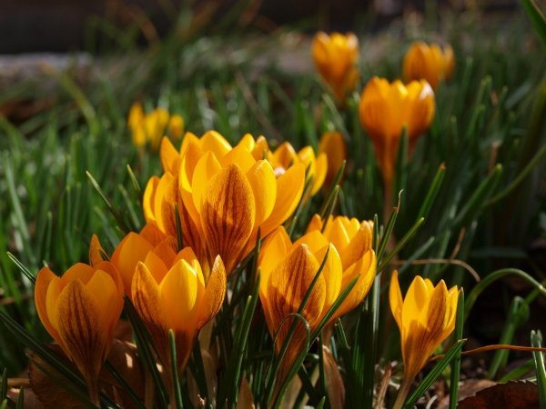 Sativus Крокус