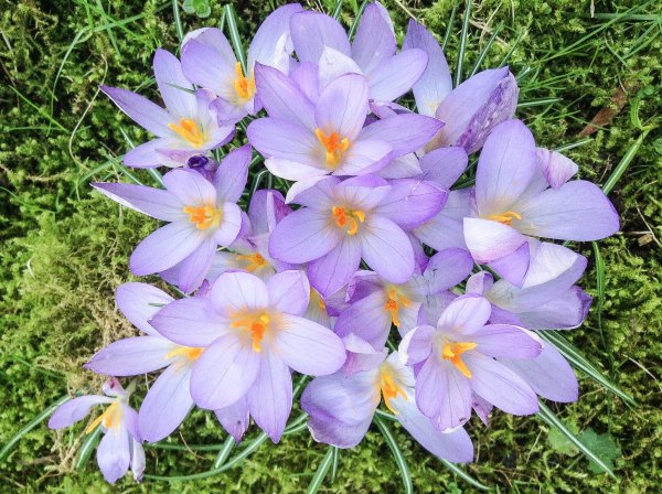 Имеретинский Шафран (бархатцы)