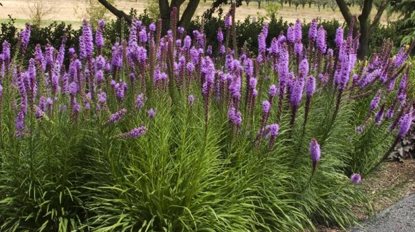 Лиатрис Флористан Вайс