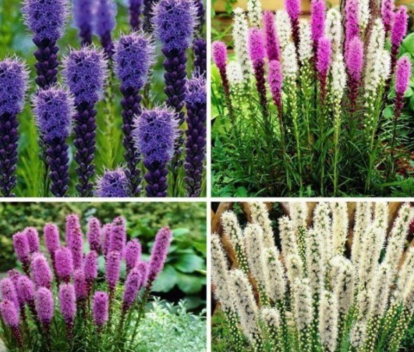 Лиатрис спиката