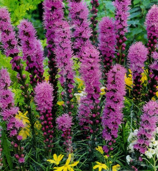 Лиатрис spicata