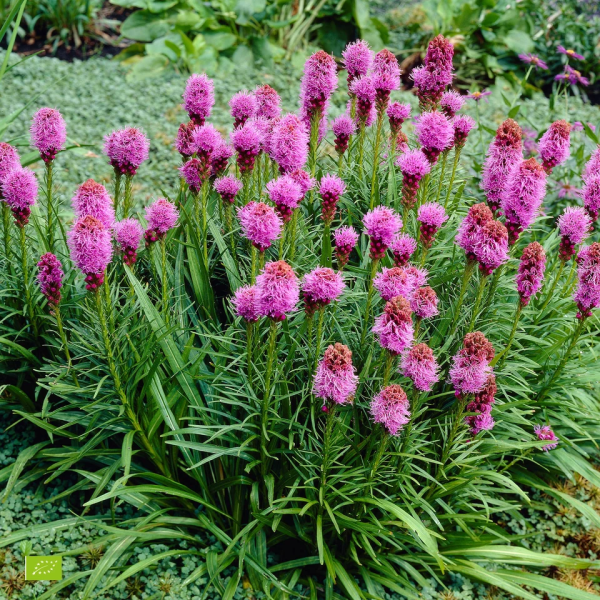 Лиатрис спиката Альба